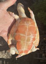 IMG_6662.jpeg