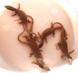 Babies1.jpg
