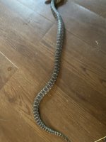 IMG_6014.jpeg
