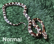 Nornal.png
