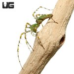ug_green_lynx_spider_5.jpg