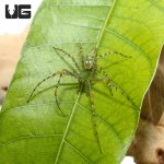 ug_green_lynx_spider_4.jpg