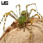 ug_green_lynx_spider_3.jpg