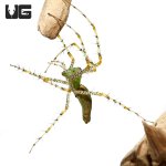 ug_green_lynx_spider_2.jpg