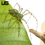 ug_green_lynx_spider_1.jpg