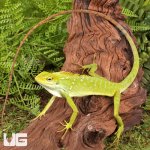 ug_Maned_Forest_Lizard_4.jpg