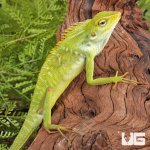 ug_Maned_Forest_Lizard_3.jpg