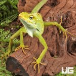 ug_Maned_Forest_Lizard_2.jpg