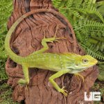 ug_Maned_Forest_Lizard_1.jpg