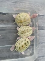 IMG_2509.jpeg