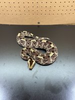 IMG_4155.jpeg