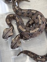 IMG_6980.jpg