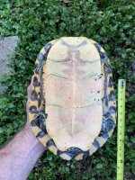 IMG_2532.jpeg