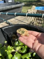 IMG_6239.jpeg