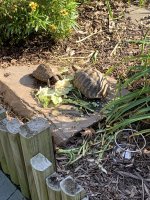 IMG_1519.jpeg
