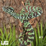 ug_Broad-Banded Temple Pit Viper_3_#1.jpg