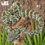 ug_Broad-Banded Temple Pit Viper_1_#1.jpg