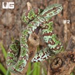 ug_Broad-Banded Temple Pit Viper_2_#2.jpg