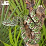ug_Broad-Banded Temple Pit Viper_1_#2.jpg