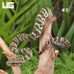 ug_Broad-Banded Temple Pit Viper_1_#3.jpg