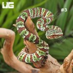 ug_Broad-Banded Temple Pit Viper_2_#3.jpg