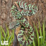 ug_Broad-Banded Temple Pit Viper_2_#1.jpg