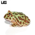 ug_adult_green_pacman_4.jpg