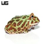 ug_adult_green_pacman_3.jpg