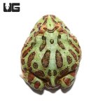 ug_adult_green_pacman_2.jpg