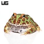 ug_adult_green_pacman_1.jpg