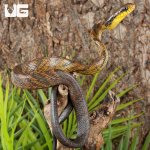 ug_Yearling Yellow Bellied Puffing Snake_4.jpg