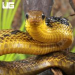 ug_Yearling Yellow Bellied Puffing Snake_3.jpg