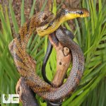 ug_Yearling Yellow Bellied Puffing Snake_2.jpg