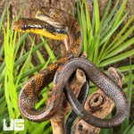 ug_Yearling Yellow Bellied Puffing Snake_1.jpg