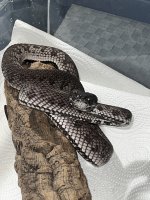 IMG_4902.jpeg