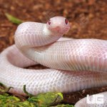 ug_Baby Lavender Albino Florida Kingsnake_4.jpg