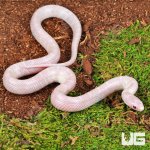 ug_Baby Lavender Albino Florida Kingsnake_3.jpg