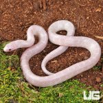 ug_Baby Lavender Albino Florida Kingsnake_2.jpg