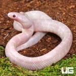 ug_Baby Lavender Albino Florida Kingsnake_1.jpg