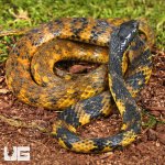 ug_Halmahera Keelback Snake_4.jpg