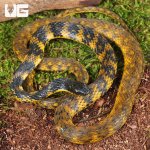 ug_Halmahera Keelback Snake_3.jpg