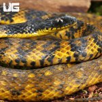 ug_Halmahera Keelback Snake_2.jpg