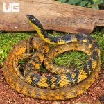 ug_Halmahera Keelback Snake_1.jpg