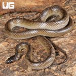 ug_Batjan frog-eating snake_4.jpg