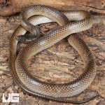 ug_Batjan frog-eating snake_3.jpg