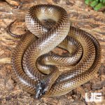 ug_Batjan frog-eating snake_2.jpg