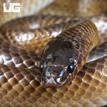 ug_Batjan frog-eating snake_1.jpg