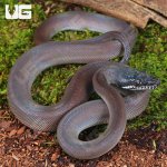 ug_Baby Southern White Lipped Python_5.jpg