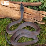 ug_Baby Southern White Lipped Python_4.jpg