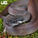 ug_Baby Southern White Lipped Python_3.jpg
